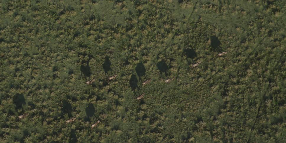 A herd of moose run along the field below