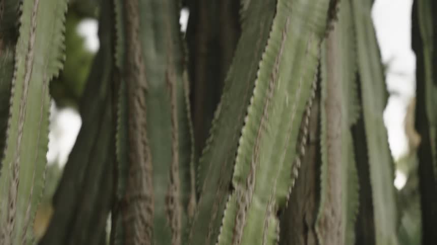 A slow pull-back shot reveals the textured green and brown patterns of a large cactus
