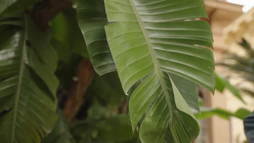 A close-up view of a large, vibrant green tropical leaf in a lush garden setting
