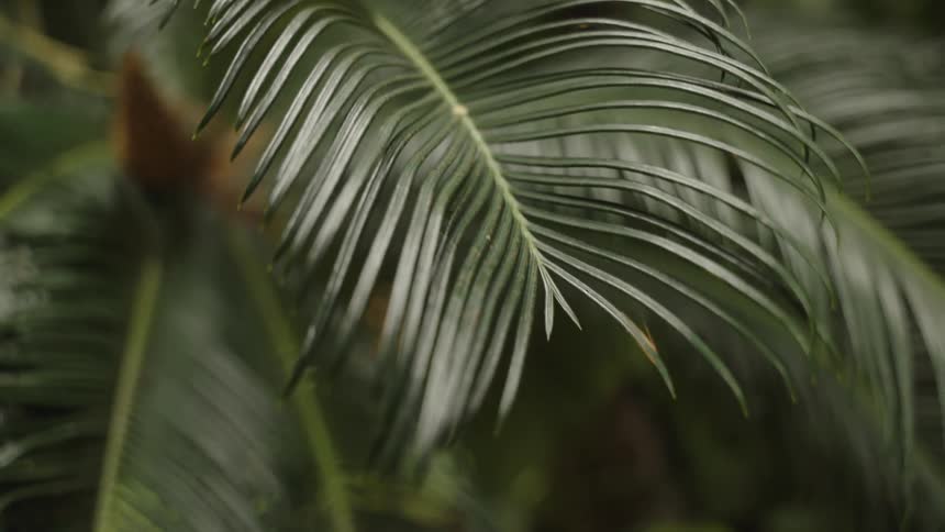 A vibrant green palm frond gently sways in slow motion in a serene and lush jungle environment