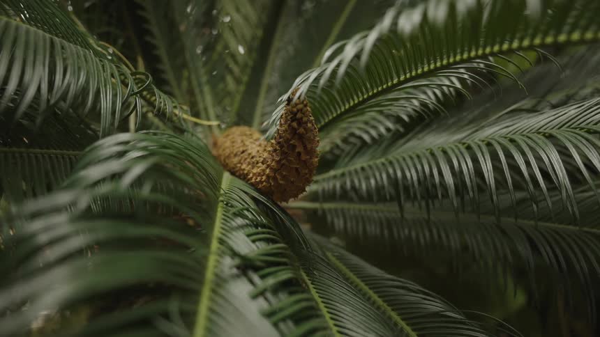 A detailed close-up of a sago palm's pollen cone reveals its intricate texture as rain falls on the lush green fronds