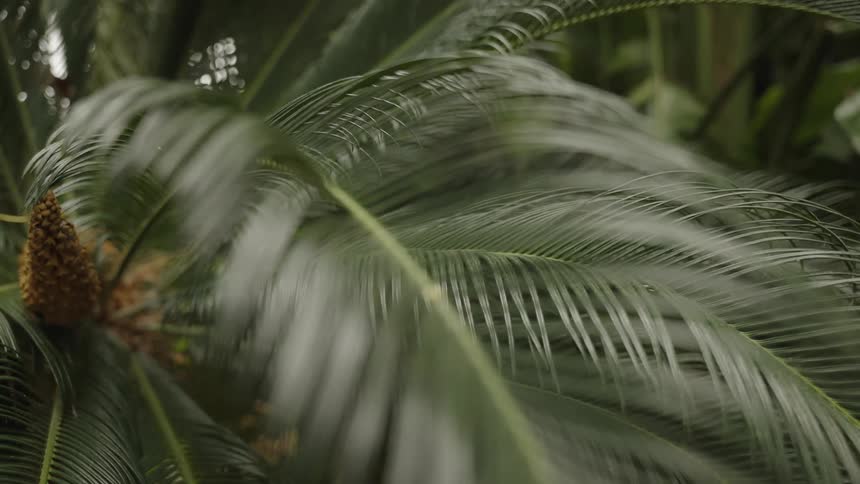 A cinematic rack focus shot slowly reveals the intricate details of a lush green palm frond
