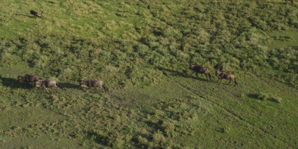 A herd of animals running in the same direction