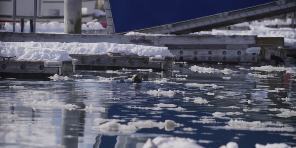 A cute sea otter swims and dives through the icy waters of a snow-covered harbor