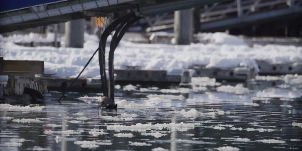 A sea otter navigates the icy waters of a snowy harbor before diving beneath the surface