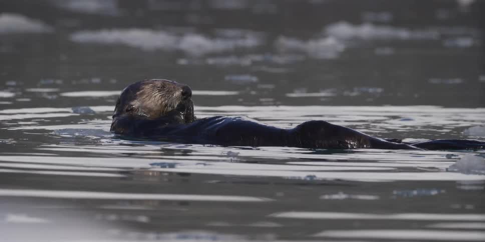 A wild sea otter floats on its back and enjoys a meal while swimming in the calm, icy waters of an Alaskan bay