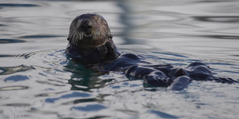 Slow motion close-up of a cute sea otter floating on its back and eating a snack in calm waters