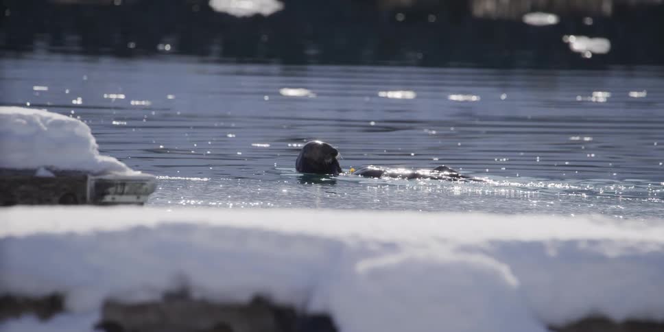 A sea otter enjoys a meal while floating on its back in the cold, sparkling water next to a snowy dock