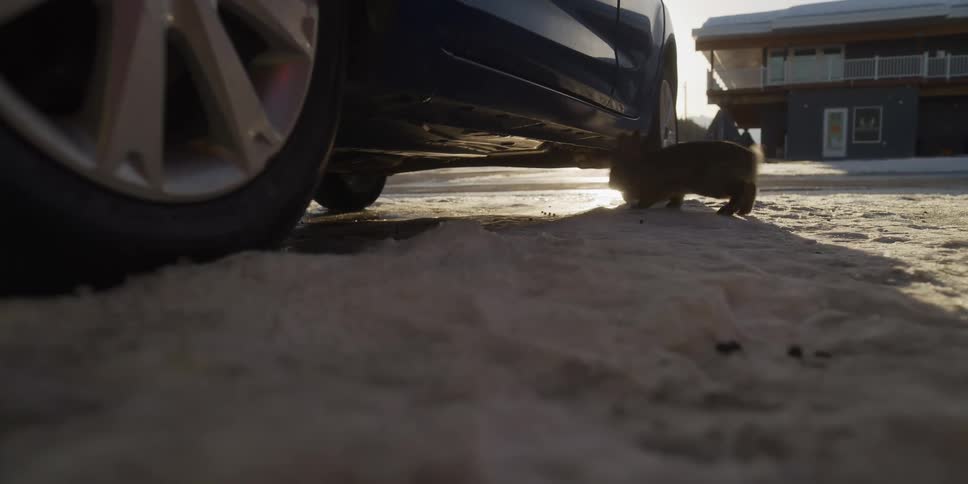 A brown rabbit scampers underneath a parked car in a snowy parking lot during sunset