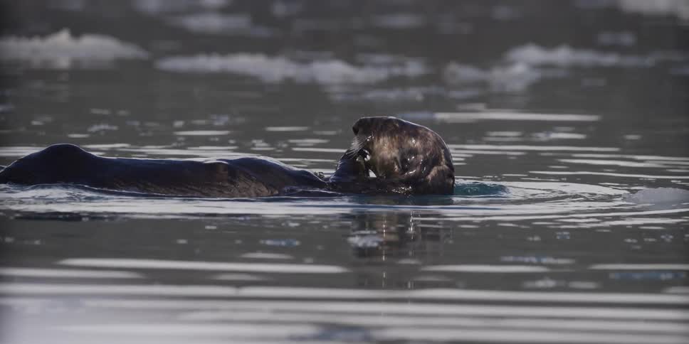 A cute sea otter floats on its back in the icy water, grooming its fur and enjoying a meal in slow motion