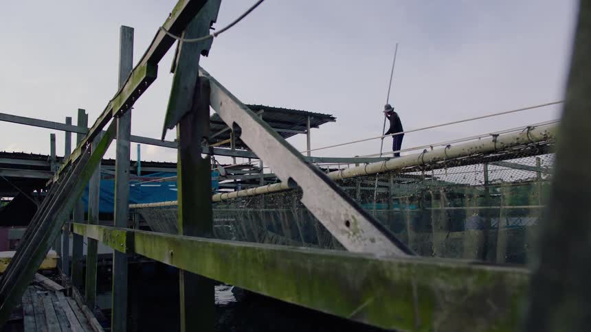 A lone worker balances on a narrow walkway while tending to the large nets at a rustic offshore fish farm