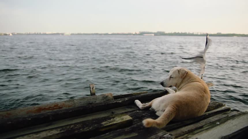 A serene dog lies on a weathered wooden pier, gazing out at the choppy ocean with a distant city skyline