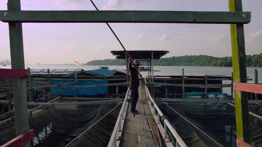 A fish farmer on a floating wooden pier uses a long pole with a net to work at a traditional kelong