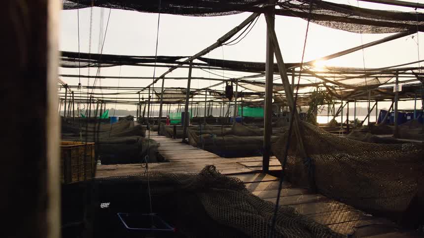 A quiet, floating fish farm with wooden docks and extensive netting is bathed in the warm light of the rising sun