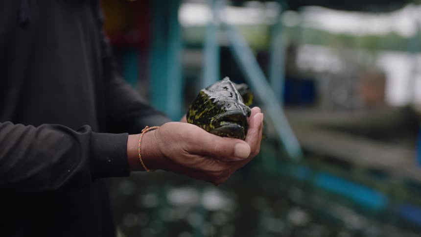 A close-up in slow motion of a person's hands holding a large, live grouper fish at an aquaculture farm
