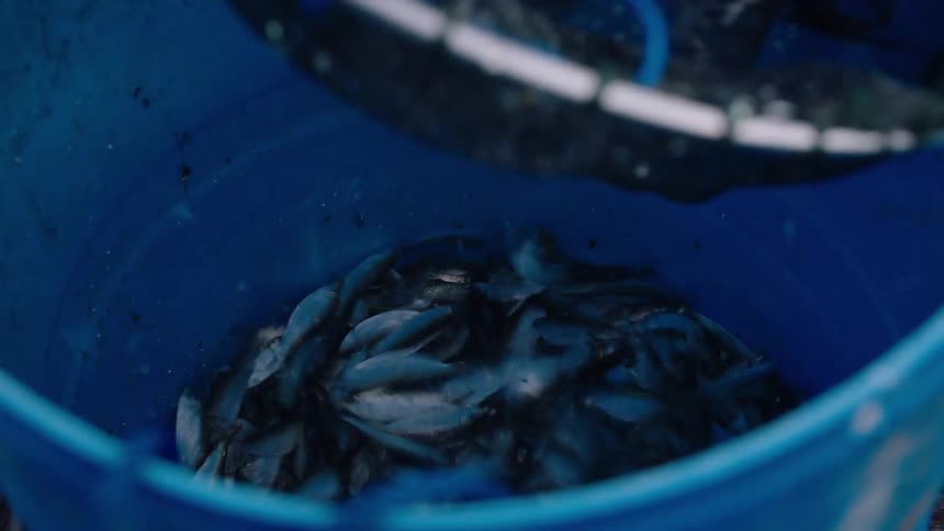 A net full of freshly caught baitfish is emptied into a blue bucket in slow motion