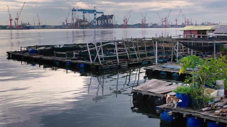 A lone dog keeps watch over a floating fish farm on a calm river, with the towering cranes of a busy industrial shipyard in the distance