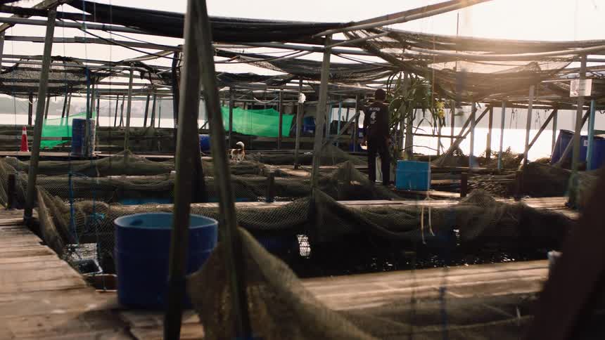 A worker tends to the nets on a floating fish farm during a golden sunrise, with a small dog looking on