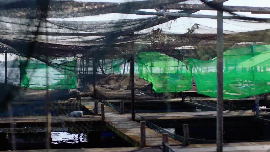 A static shot of a floating aquaculture fish farm with green and black nets blowing in the wind