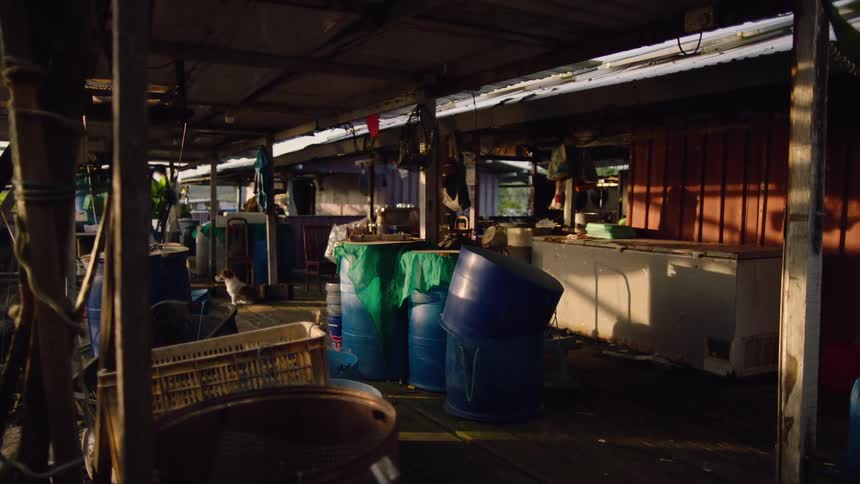 A curious cat explores a cluttered fishing shack filled with barrels and crates in the warm morning light