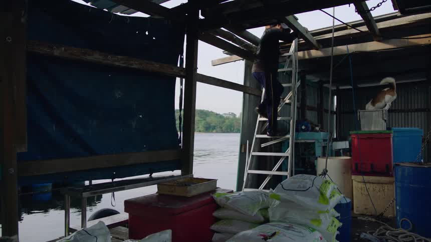 A worker climbs a ladder inside a rustic and cluttered boathouse on the water as a dog watches