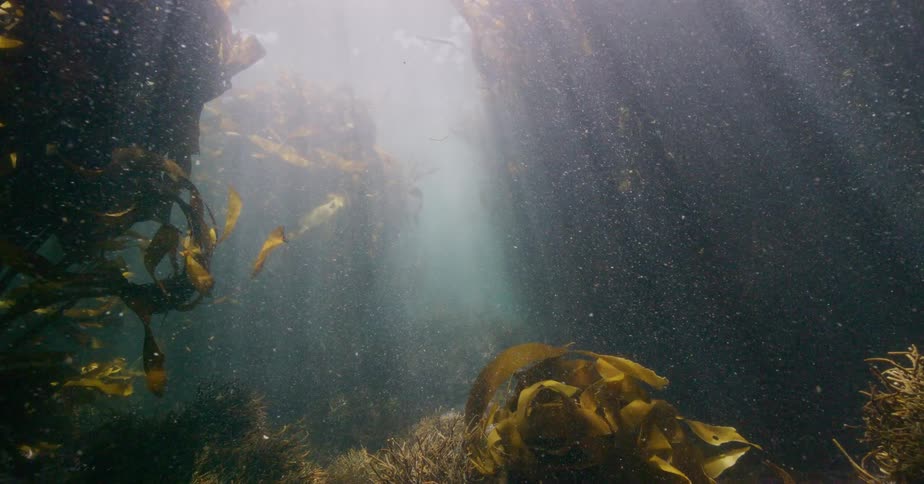 Sun rays filter down through the ocean surface illuminating a mystical underwater kelp forest