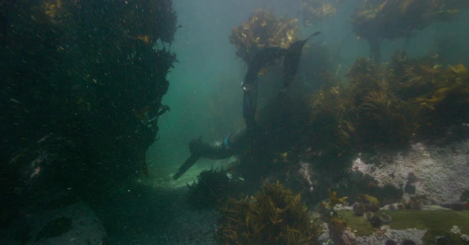 A spearfisherman in a wetsuit gracefully navigates the ocean floor, hunting among the dense kelp forest