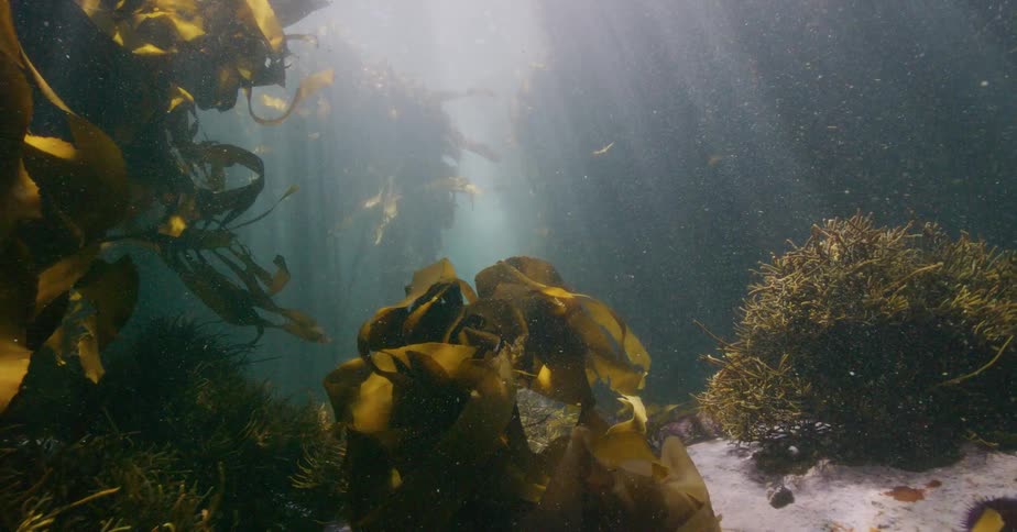 Sun rays dance through a serene underwater kelp forest, illuminating the sandy ocean floor and marine life
