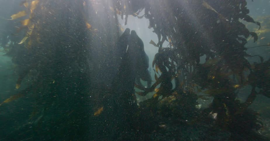 A freediver explores the depths of a sunlit kelp forest, disappearing into the mystical underwater world