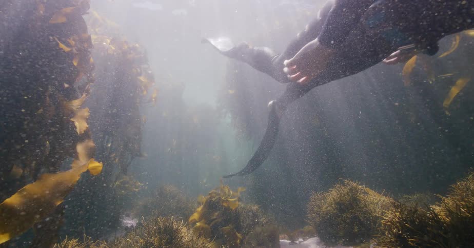 A freediver gracefully swims through a sunlit underwater kelp forest in slow motion