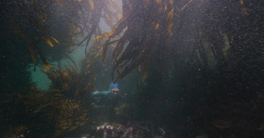 A freediver slowly emerges from the depths of a dense and mysterious kelp forest, illuminated by rays of sunlight