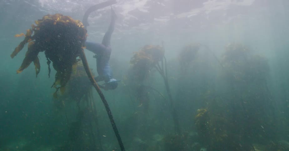A free diver descends from the sunlit surface into the mysterious depths of a dense underwater kelp forest