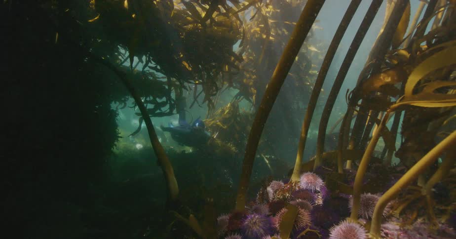 A spearfisher slowly navigates through a dense, sunlit underwater kelp forest, surrounded by sea urchins on the ocean floor
