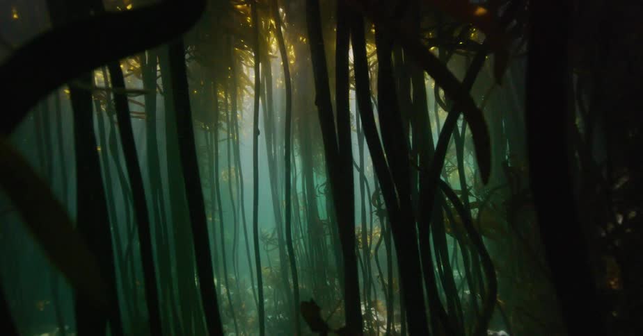 Sunlight filters through the ocean's surface, casting dramatic light rays into a dense and mysterious underwater kelp forest