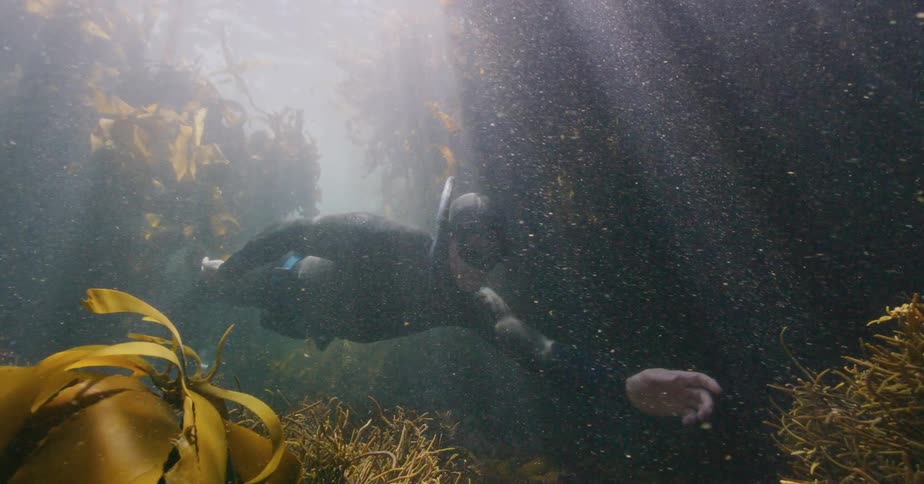 Slow motion of two free-divers swimming through a sunlit underwater kelp forest