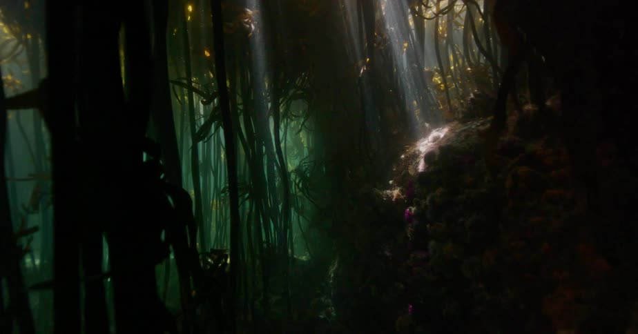 Slowly drifting through a mysterious underwater kelp forest as beams of sunlight penetrate the dark water