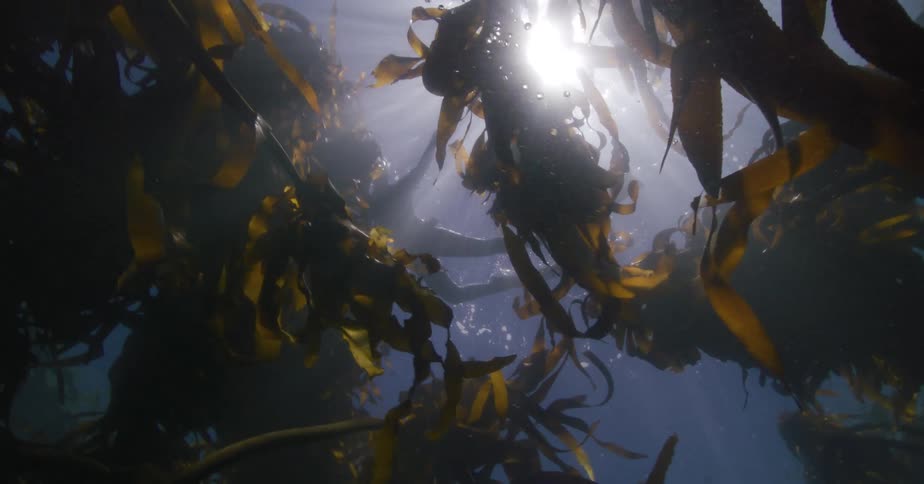 Sunbeams pierce through the ocean's surface, illuminating a swaying kelp forest from an underwater perspective