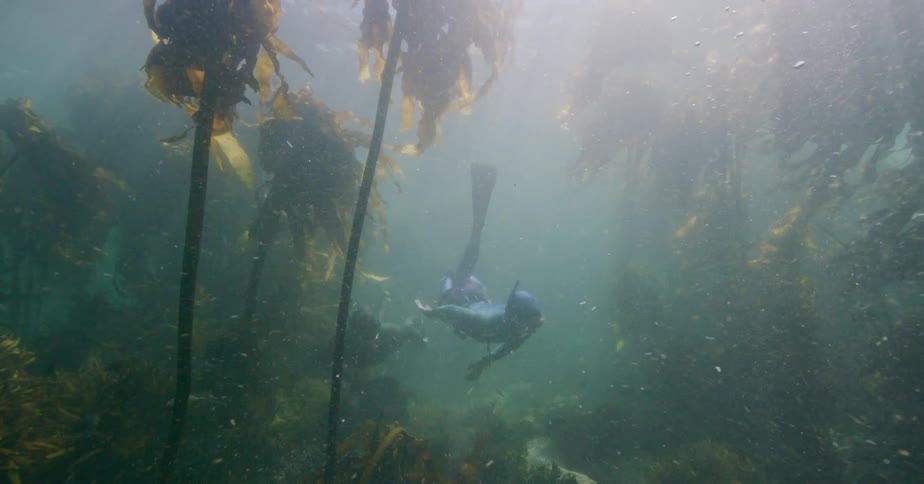 Two free-divers gracefully explore an ethereal underwater kelp forest as sun rays illuminate the murky depths