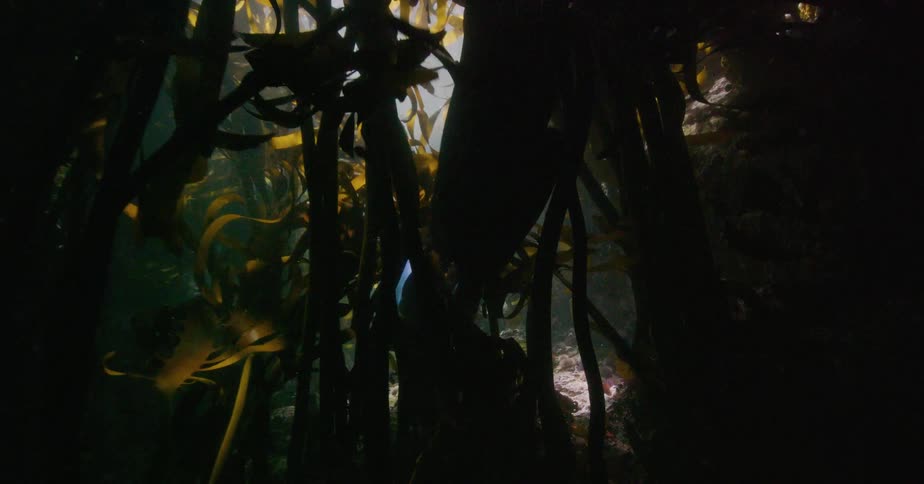 A silhouetted diver explores a dense and dark underwater kelp forest as sunlight streams from above