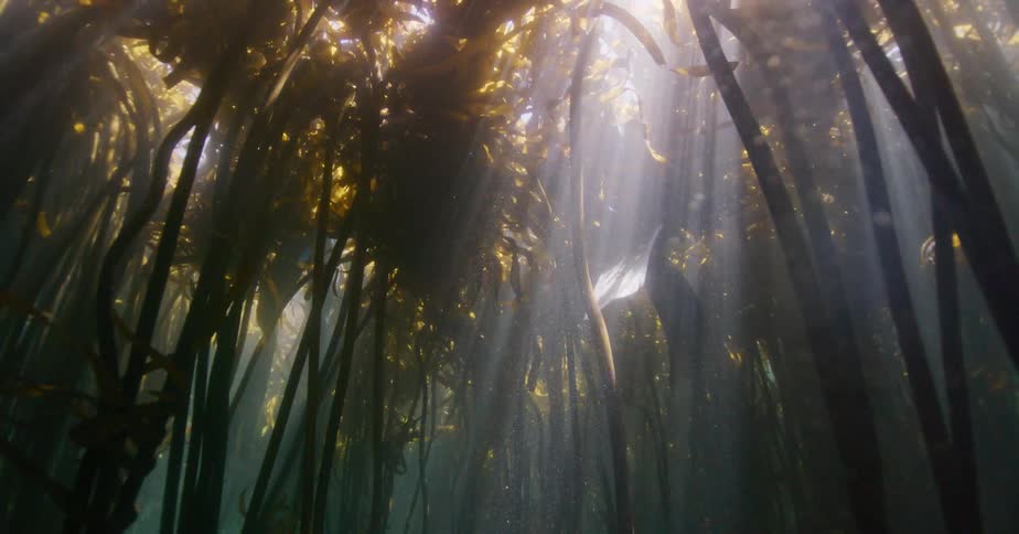 Majestic sun rays illuminate a seal as it swims gracefully through a serene underwater kelp forest