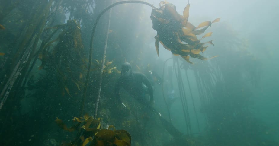 A freediver slowly swims through a murky underwater kelp forest as sun rays illuminate the water from above