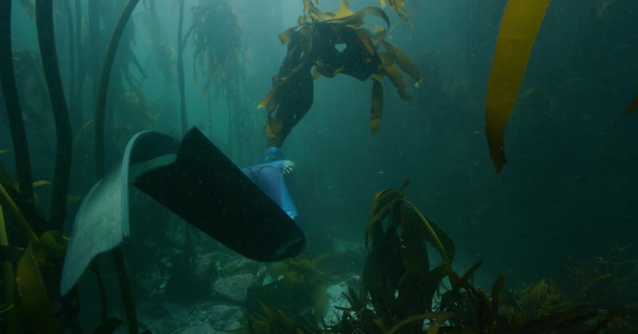 A freediver gracefully descends into the mysterious, sunlit depths of a dense kelp forest