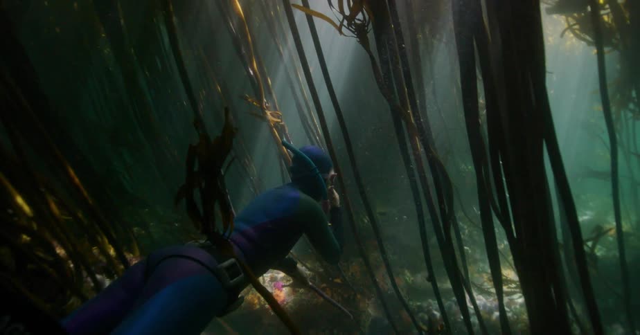 A woman in a wetsuit free-dives through a mystical underwater kelp forest as beautiful light rays illuminate the dark water
