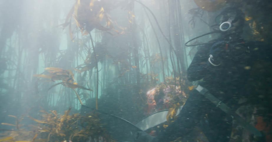 A scuba diver with an underwater camera slowly swims through a dense and beautiful kelp forest