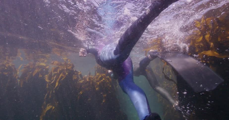 Two free divers swim on the surface above a lush underwater kelp forest in slow motion