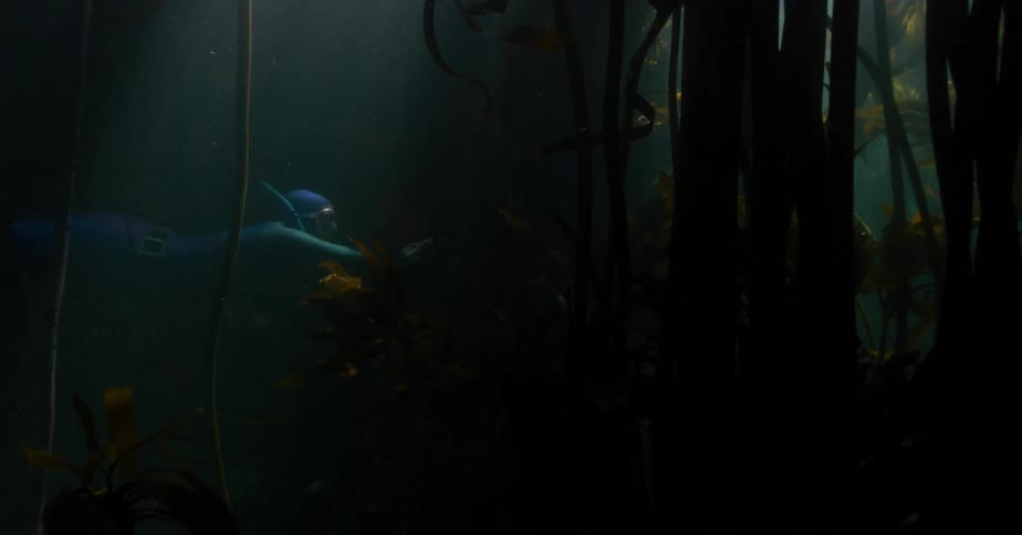 Freedivers gracefully navigate through a dark and mysterious underwater kelp forest as sunbeams pierce the murky water