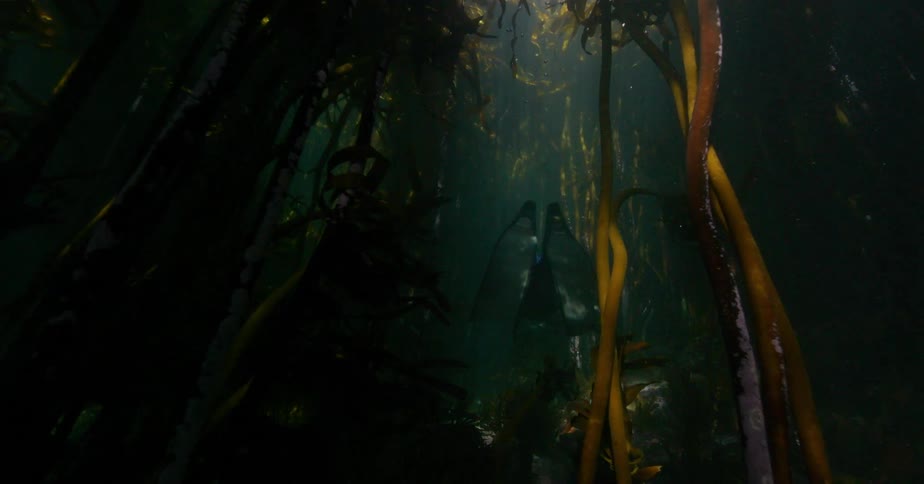 A first-person view follows a female freediver swimming gracefully through a dense underwater kelp forest illuminated by sun rays