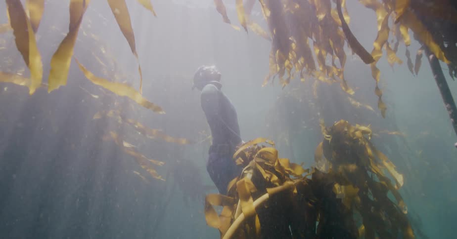 A freediver gracefully ascends through a mystical kelp forest as beautiful sun rays pierce the water from above