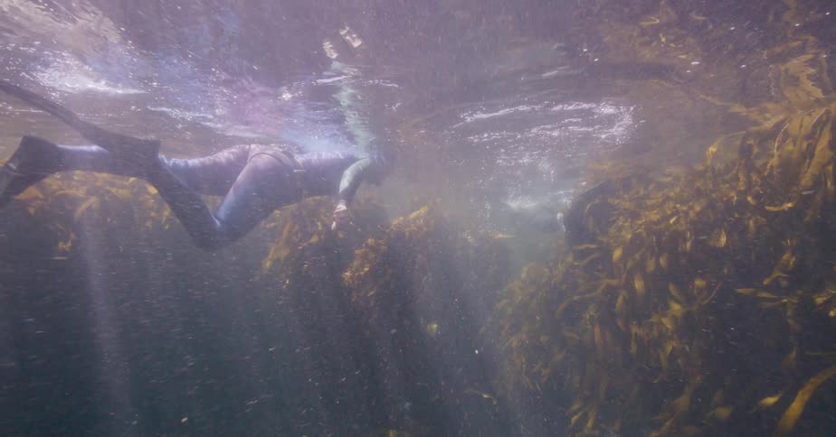 Two freedivers explore a mystical underwater kelp forest as beautiful sun rays shine through the water's surface