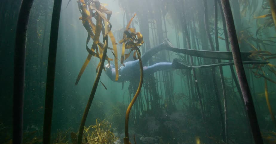 A free diver in a wetsuit swims slowly through a mysterious and sunlit underwater kelp forest